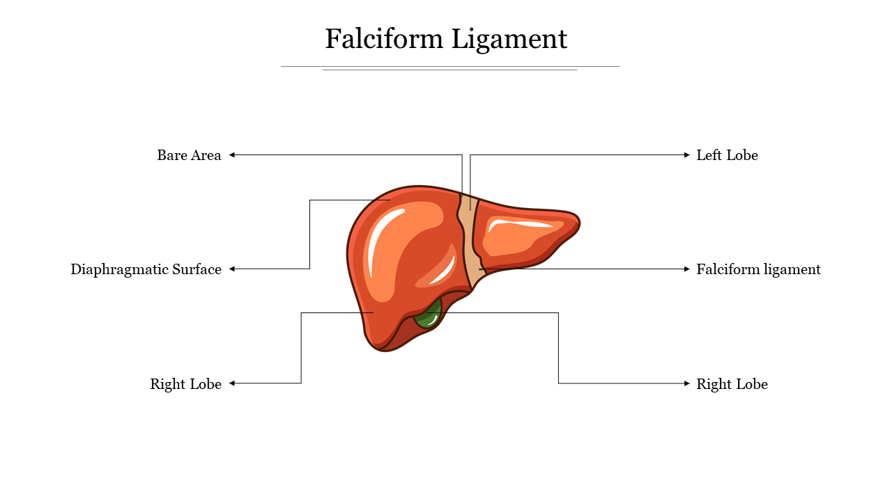Falciform Ligament
